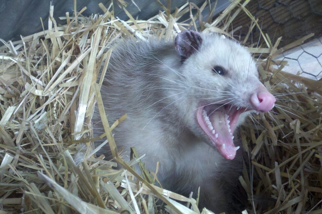 opossum, possum, teeth, fur, animal, nest, straw, angry, bite, fangs, wild, gray angry, gray teeth, opossum, opossum, opossum, opossum, opossum, possum, possum, possum