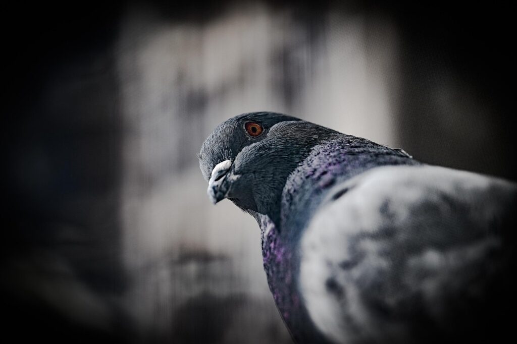 pigeon, bird, animal, feathers, plumage, beak, nature, wildlife, avian, pigeon, pigeon, pigeon, pigeon, pigeon