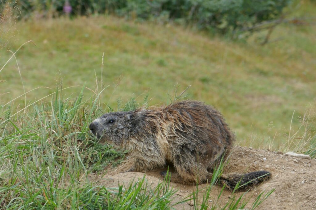 a small animal lying on the ground