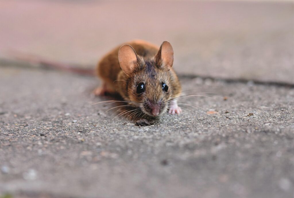 house mouse, mouse, long-tailed mouse, rodent, button eyes, small, curiosity, creature, animal, nature, cute